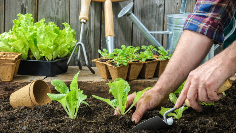 Read more about the article How Does Your Garden Grow